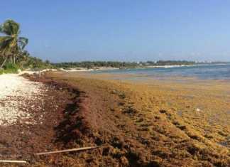 La “gallina” está muriendo de fealdad y pestilencia