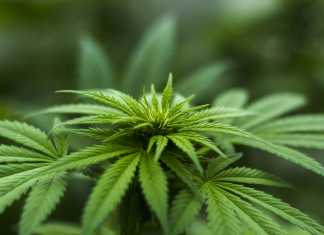 De La Madrid Y La Mariguana