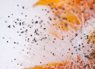 Cuidar la democracia