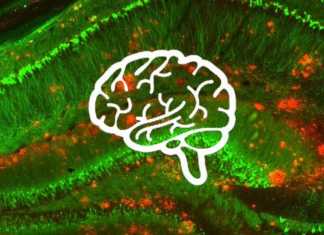 Recortes podría provocar fuga masiva de cerebros en México, advierten