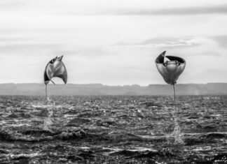 Fotógrafo israelí recibe reconocimiento internacional por una imagen tomada en Baja California