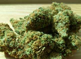 México a la vanguardia en producción y uso medicinal de cannabis; beneficiará a miles de pacientes