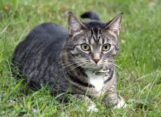 AMMEGA lanza primera campaña de esterilización gratuita para gatos