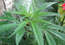 Diputados discutirán el lunes dictamen sobre uso lúdico de mariguana