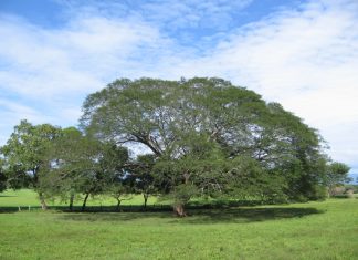 Acciones Sostenibles: Lecciones de un Huanacaxtle y el desarrollo sostenible