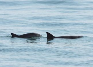 ONG’s van por nuevas sanciones comerciales contra México por vaquita marina