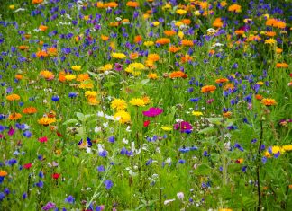 La ONU señala que México es el tercer mayor productor global de opio