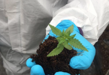 Ya es legal el consumo de la mariguana, pero…