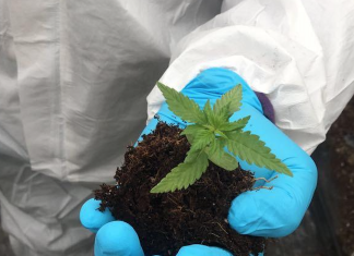 Ya es legal el consumo de la mariguana, pero…