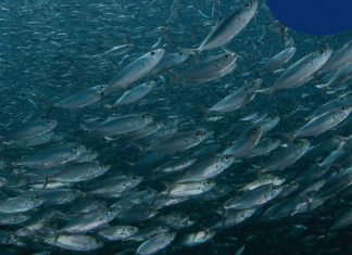 México lejos de cumplir con T-MEC en materia medioambiental y pesquera: Oceana