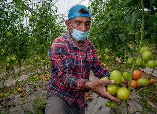 Suben exportaciones de México; baja producción agrícola