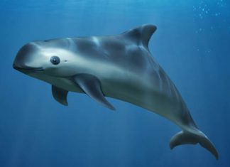Gobierno de México firma acuerdo con organizaciones civiles para la conservación de la vaquita marina