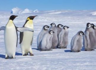 Los pingüinos de la Antártida tienen plásticos en sus estómagos