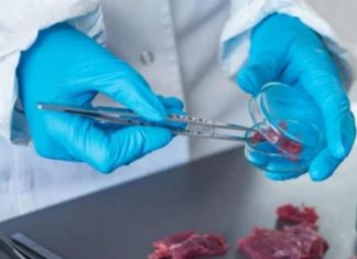 Consumo de carne silvestre podría reducir la emisión de gases de efecto invernadero