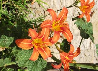 Acciones Sostenibles: 400 años del Día de Acción de Gracias (1621-2021)