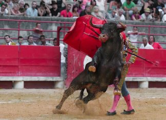 La corrida de toros y el Partido Verde
