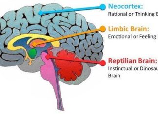 El reptil siempre gana