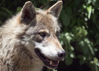 Trabajar para un “macho alfa”