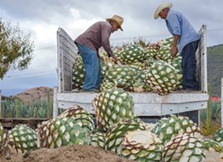 Cerveza, tequila y aguacate, los principales productos mexicanos que se consumen en Estados Unidos