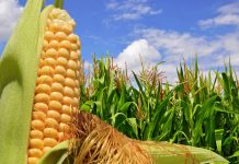 La importancia del maíz en la economía de México maiz