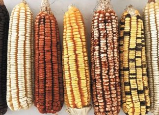 Canadá se una a EE.UU. en cuestionar prohibición mexicana de maíz transgénico