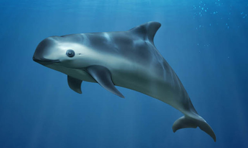 Presentan plan para protección de la vaquita marina