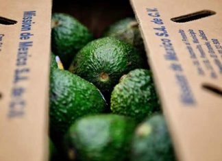 México preparado para exportar un volumen excepcional de aguacate a Europa