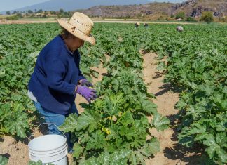 Agro el sector olvidado campo
