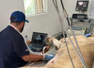 La SEMARNAT y la PROFEPA no deben seguir poniendo en riesgo la vida de su personal