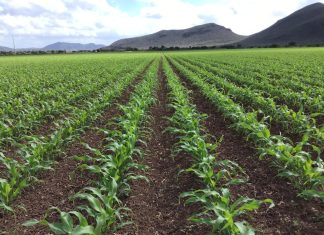 Campo mexicano, en problemas: ¿Por qué se derrumbó su aportación al PIB de México?