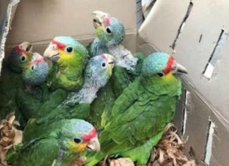 SEMARNAT fomenta el tráfico ilegal de especies: AZCARM especies protegidas