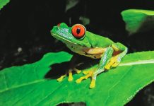 México, segundo país de América en extinción de especies anfibias anfibios