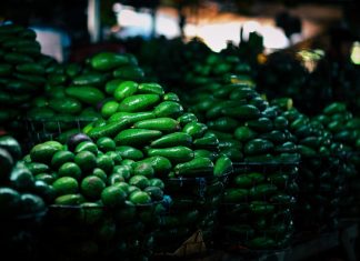¿Quién defenderá el oro verde de Michoacán?