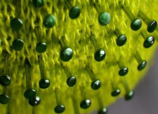 Tomemos precauciones virus