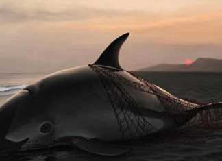 Ya solo quedan 10 ejemplares de vaquita marina en el planeta, pero no todo está perdido