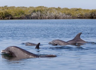 32 los delfines muertos en hábitat de vaquita marina