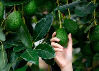 Exportaciones agroalimentarias de México inician el 2024 batiendo récord