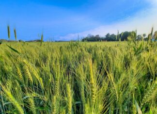 En riesgo soberanía alimentaria si no hay rescate al campo