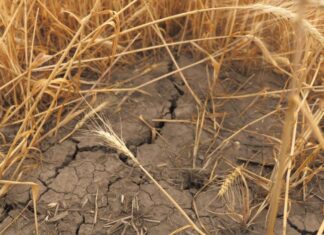 Sequía en México 2025: Estos son los estados con más peligro de quedarse sin agua