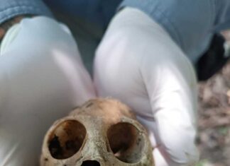 SEMARNAT pone en riesgo la sobrevivencia y liberación de 9 saraguatos mono saraguatop