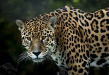 UNBIO denuncia a Sedena por daños a la fauna silvestre y leyes ambientales