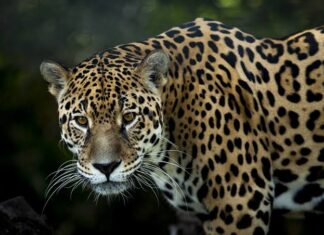 UNBIO denuncia a Sedena por daños a la fauna silvestre y leyes ambientales