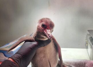 Instituciones zoológicas de la AZCARM amplían programas de conservación ante crisis climática