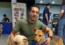 Activista independiente lucha por reducir población de perros y gatos callejeros en Mexicali mascotas