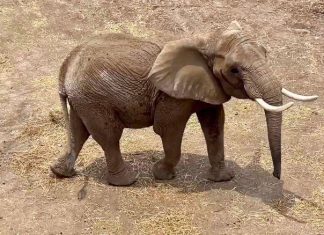 Los animales en México deben dejar de ser utilizados como botín político Elefante
