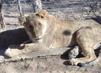 Ante la grave situación ambiental le exigimos al Partido Verde que deje de hacerse el verde fauna