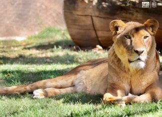 A un año del histórico rescate de Black Jaguar, los felinos están recuperados leon fauna