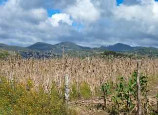 Inevitable caída en producción de granos por sequía y ausencia tecnológica en el campo campo