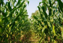 Acepta UMFFAAC participar en las mesas de trabajo que propone la Secretaría de Economía para el caso del maíz genéticamente modificado maiz