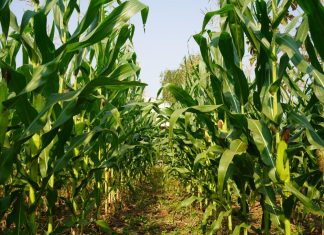 Acepta UMFFAAC participar en las mesas de trabajo que propone la Secretaría de Economía para el caso del maíz genéticamente modificado maiz